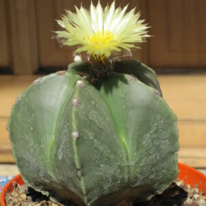 Astrophytum Myriostigma var. Quadricostatum f. Nudum