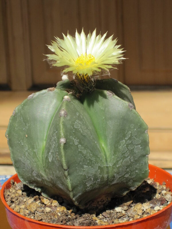 Astrophytum Myriostigma var. Quadricostatum f. Nudum Seeds