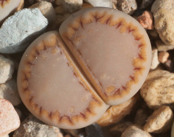 Lithops Julii Fulleri