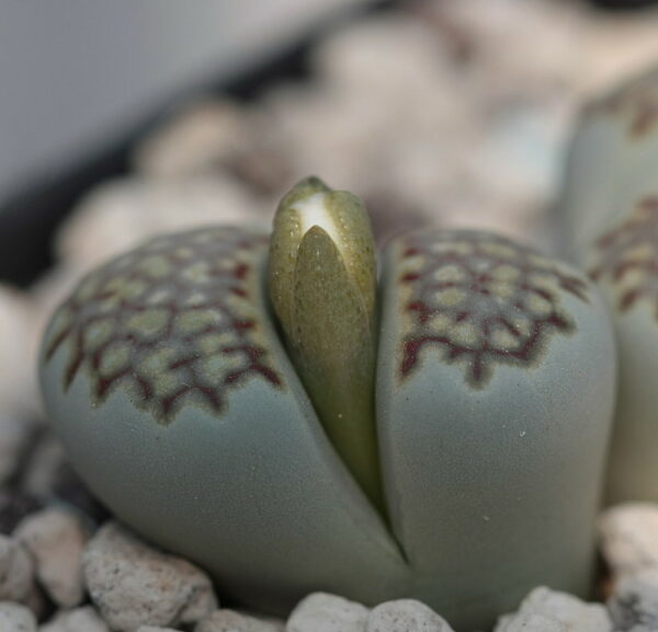 Lithops Julii Fulleri blooming