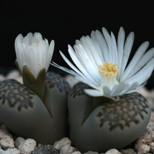 Lithops Julii Fulleri flower