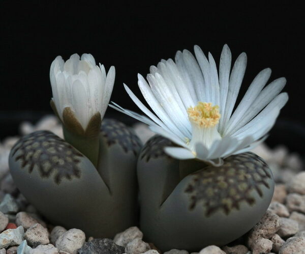 Lithops Julii Fulleri Seeds