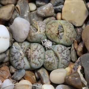 Lithops Werneri C188