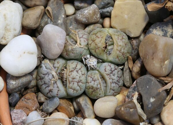 Lithops Werneri C188 Seeds