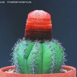 Melocactus matanzanus