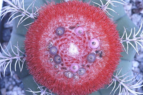 Melocactus matanzanus top