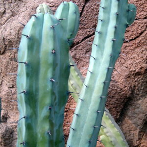 Myrtillocactus Geometrizans