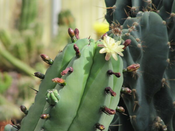 Myrtillocactus Geometrizans blooming