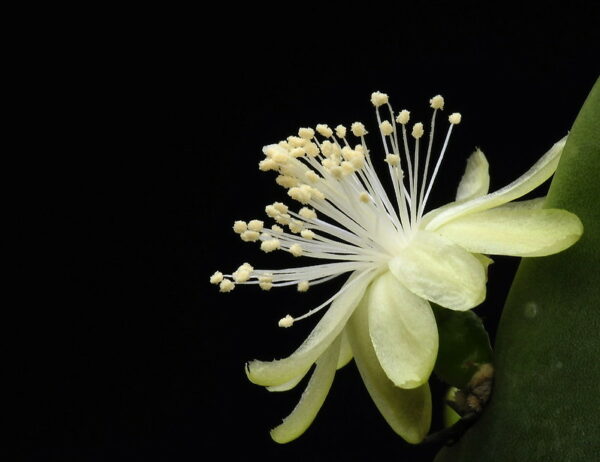 Myrtillocactus Geometrizans flower