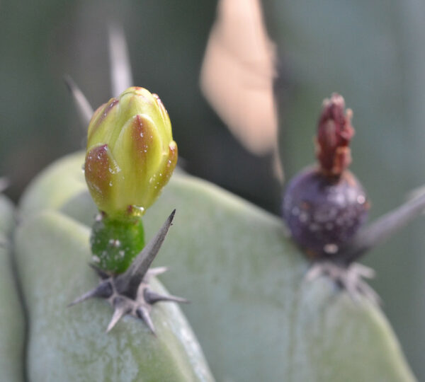 Myrtillocactus Geometrizans flower and fruit