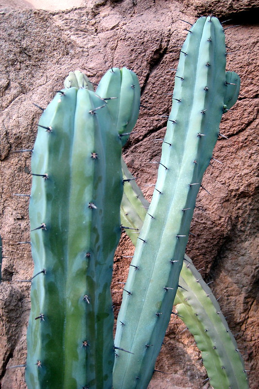 Myrtillocactus Geometrizans Seeds